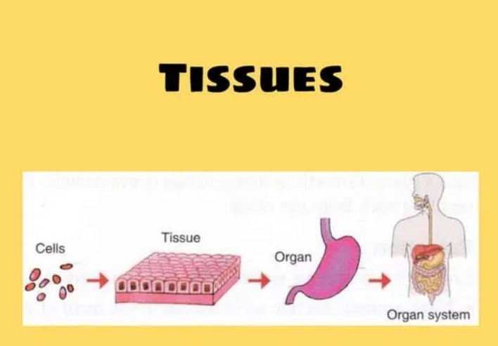 Tissues: Types, Structure, and Functions